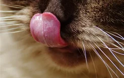 猫口腔炎怎么引起的 猫咪得口腔炎的症状是什么