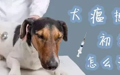 犬瘟热初期怎么治疗