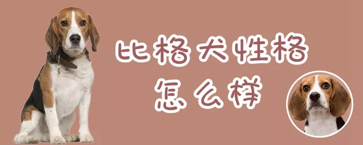 比格犬性格怎么样