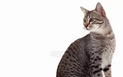 猫营养膏吃多了会怎么样 不要随便给猫吃营养膏你钱多啊！