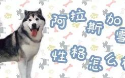 阿拉斯加犬性格怎么样