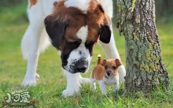 圣伯纳犬怀孕期间怎么照顾 圣伯纳犬妊娠期护理方法