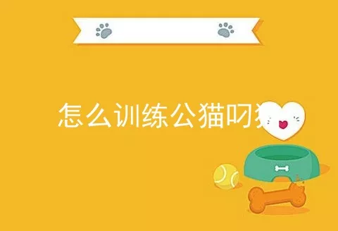 怎么训练公猫叼猫