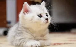 猫什么时候吃化毛膏 别跟随你的心情给猫咪吃化毛膏！