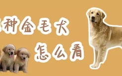 纯种金毛犬怎么看