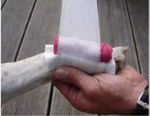 狗狗被咬伤了怎么处理 狗狗被咬伤