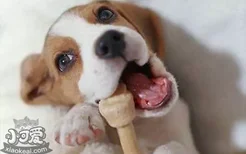 狗狗不刷牙会怎么样 有的狗狗就因为不刷牙患病而亡