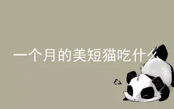 一个月的美短猫吃什么