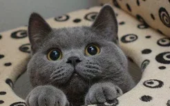 蓝猫折耳能活多久 告诉你折耳的猫还是不一样的！