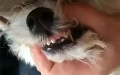 捡来的狗狗怎么看年龄 牙齿才是关键！