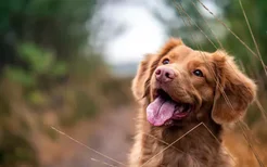 狗狗可以长期携带狂犬病毒吗