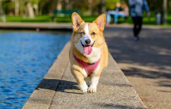 狗狗夏天特别能睡正常吗