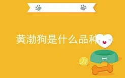 黄渤狗是什么品种狗