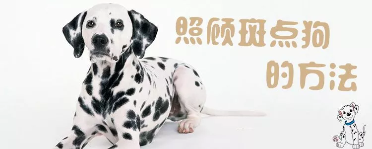 照顾斑点狗的方法1