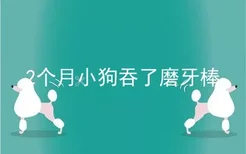 2个月小狗吞了磨牙棒