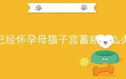 已经怀孕母猫子宫蓄脓怎么办