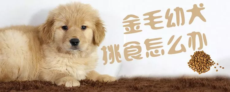 金毛幼犬挑食怎么办1