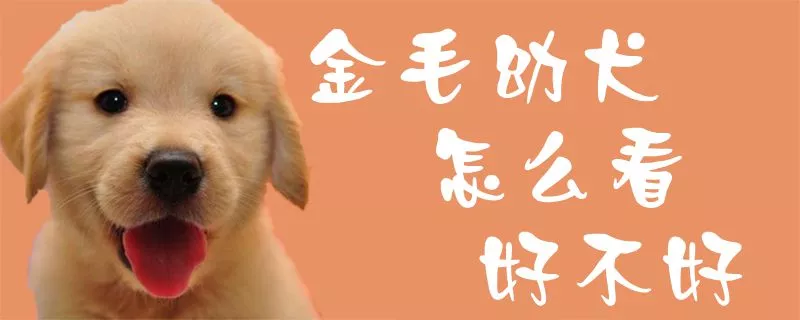 金毛幼犬怎么看好不好1