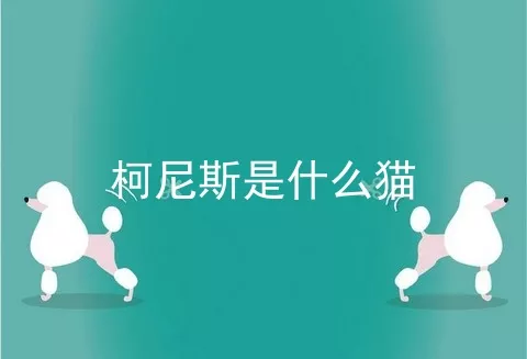 柯尼斯是什么猫