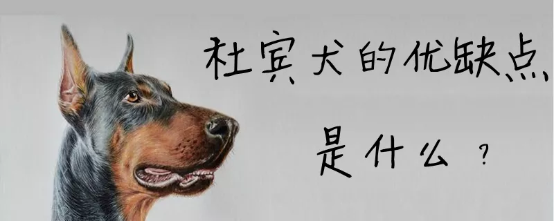 杜宾犬的优缺点是什么