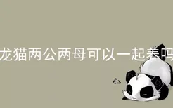 龙猫两公两母可以一起养吗