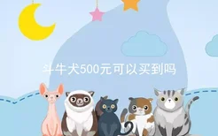 斗牛犬500元可以买到吗