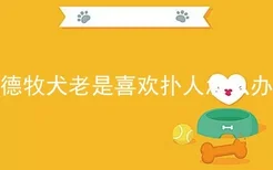 德牧犬老是喜欢扑人怎么办