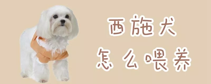 西施犬怎么喂养