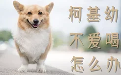 柯基幼犬不爱喝水怎么办