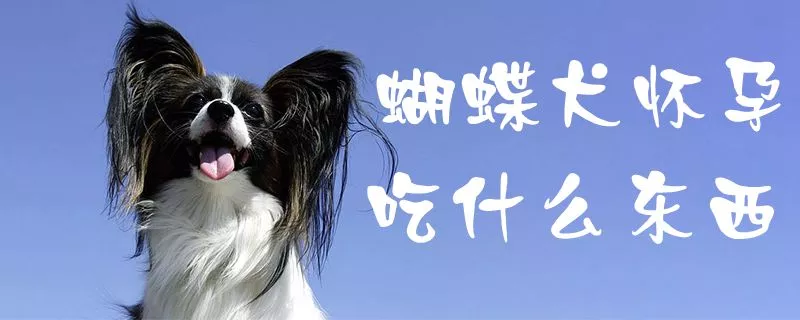 蝴蝶犬怀孕吃什么东西1