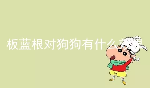 板蓝根对狗狗有什么效果