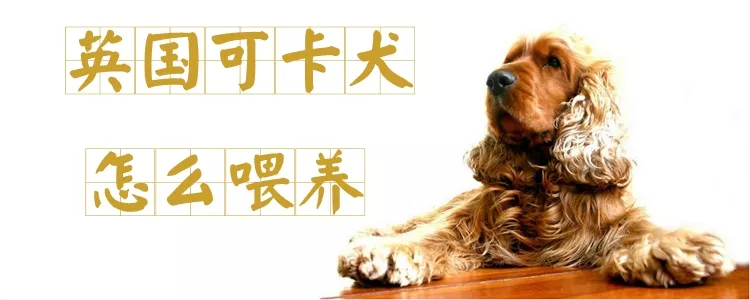 英国可卡犬怎么喂养