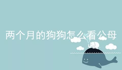 两个月的狗狗怎么看公母