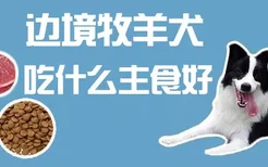 边境牧羊犬吃什么主食好