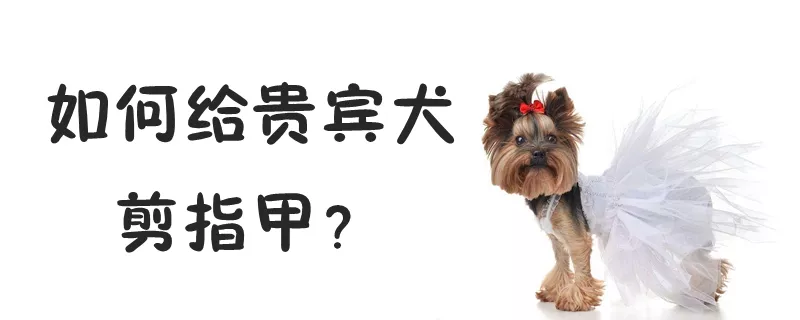 如何给贵宾犬剪指甲