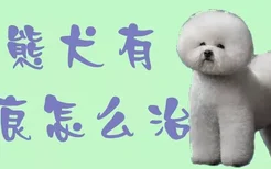 比熊犬有泪痕怎么治