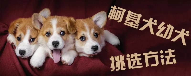 柯基犬幼犬挑选方法