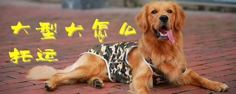 大型犬怎么托运