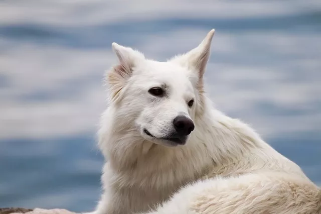 流浪狗怎么认新主人