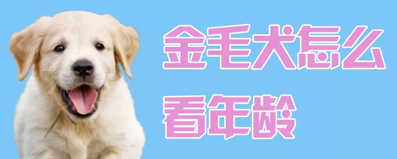 金毛犬怎么看年龄