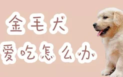 金毛犬不爱吃怎么办