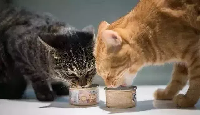 猫咪一天喂几次(猫咪一天喂几次比较好)