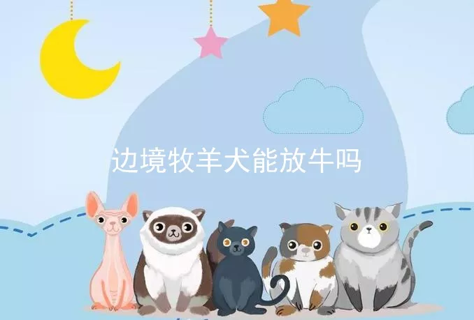 边境牧羊犬能放牛吗