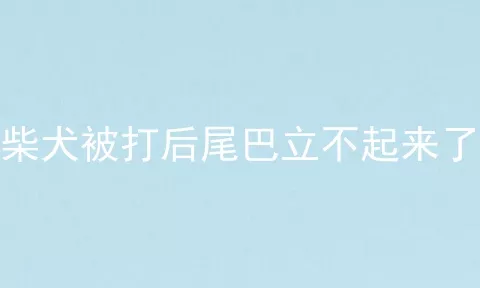 柴犬被打后尾巴立不起来了