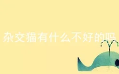 杂交猫有什么不好的吗