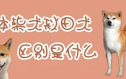 日本柴犬秋田犬区别是什么