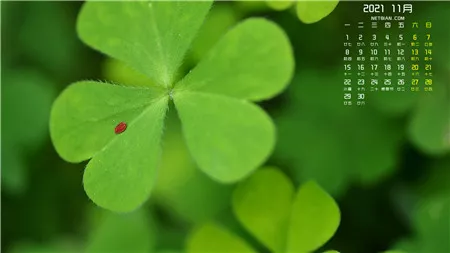 兰花油能祛斑吗