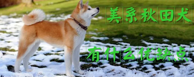 美系秋田犬有什么优缺点