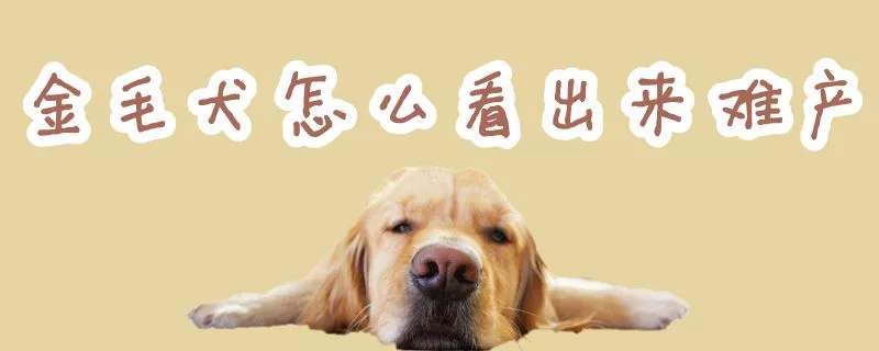 金毛犬怎么看出来难产