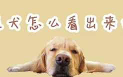 金毛犬怎么看出来难产